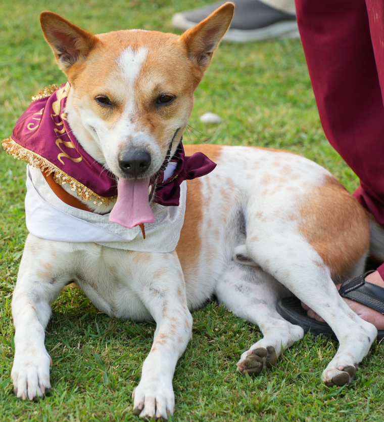 ALOKA in a ceremonial sash