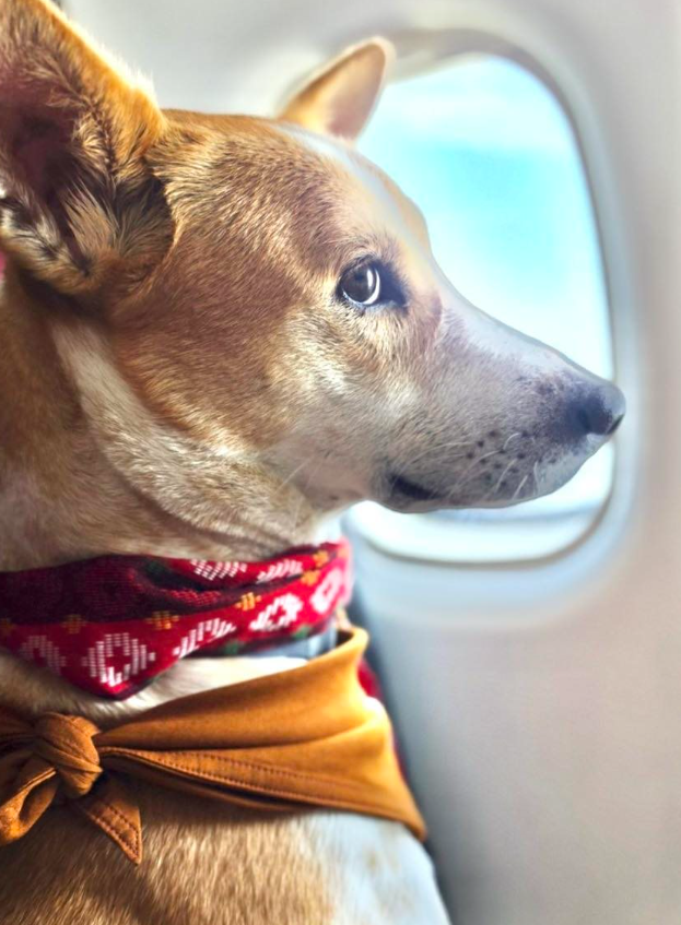 ALOKA looking out of an airplane window